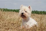 WESTIE 396